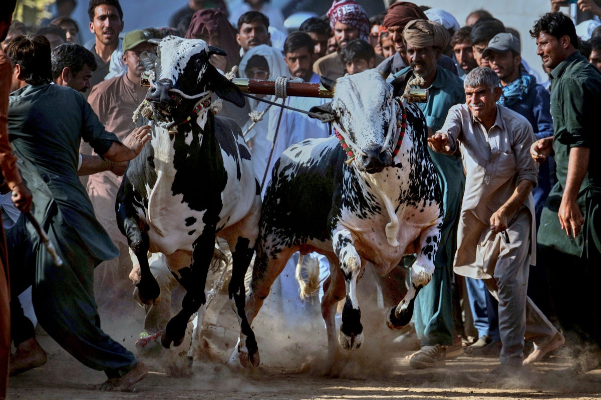 AP PHOTOS: In Pakistan, people don't run with bulls. They race them. In spectacular style