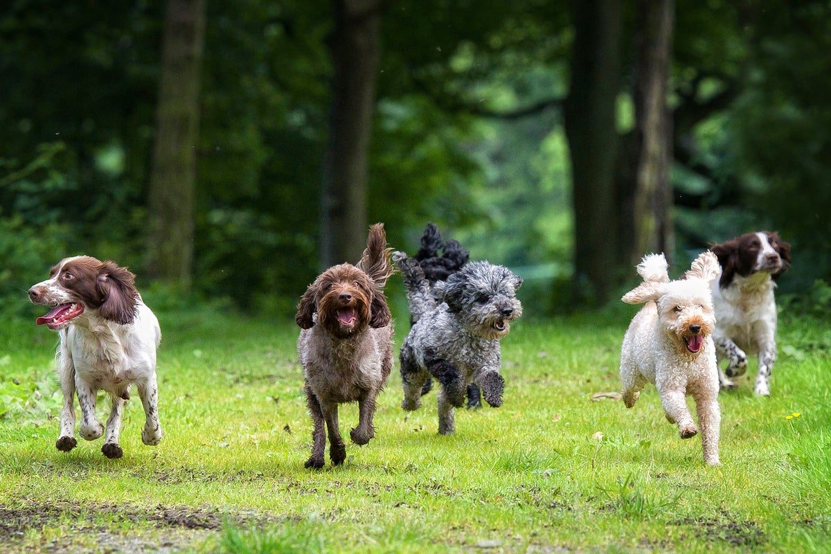 ‘Status symbol’ dog becomes the UK’s most expensive breed