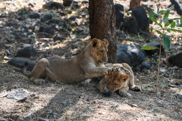 <p>File. Lion cubs play in their open enclosure at Sakkarbaug Zoological Garden in Junagadh, Gujarat</p>