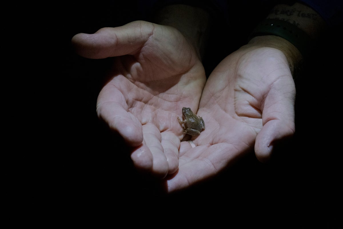 Habitat loss and climate change make it tough to be an amphibian. Some humans are helping