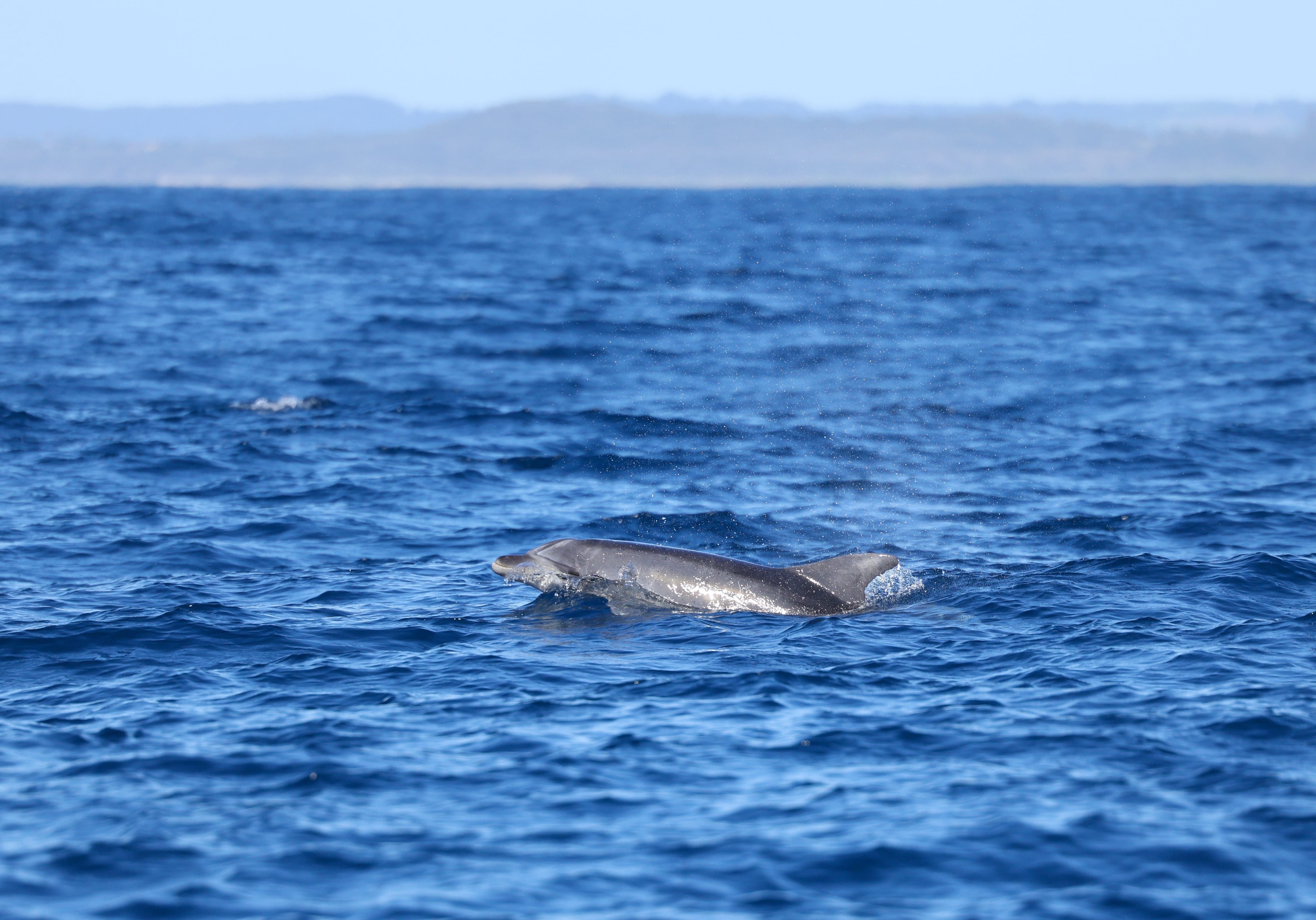 Expect marine encounters aplenty on your visit to Port Macquarie