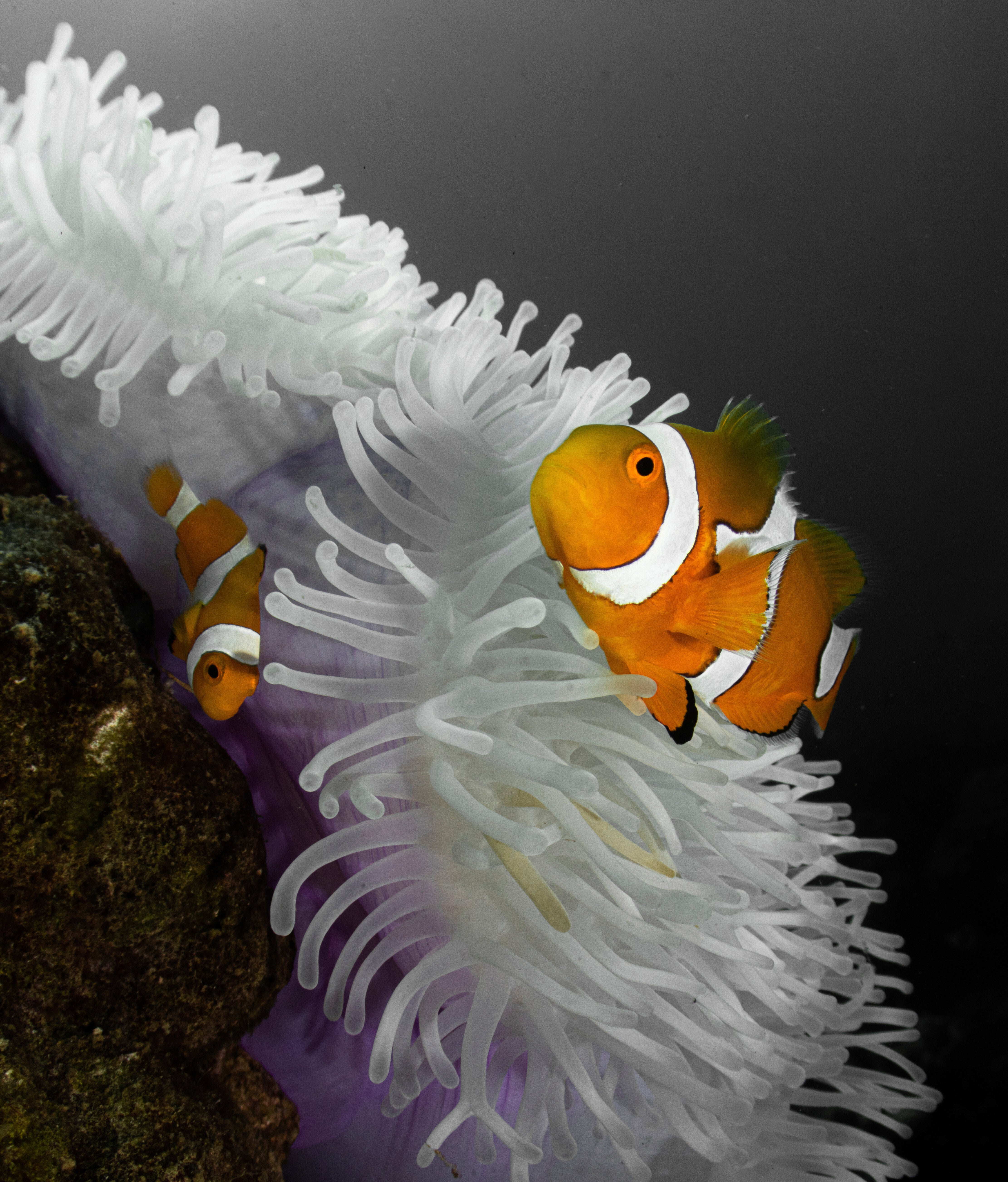 Shrinking Clownfish