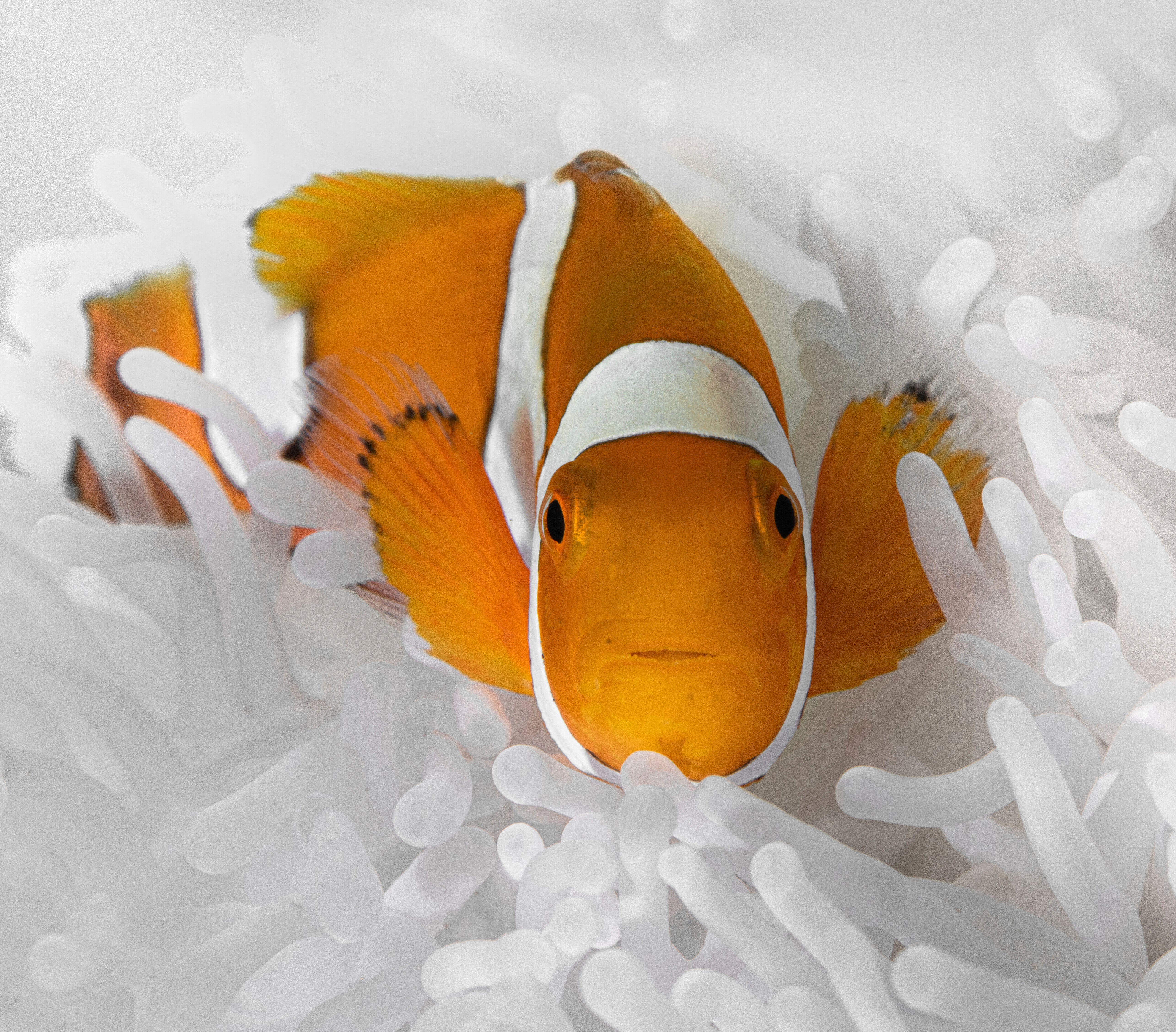 Shrinking Clownfish