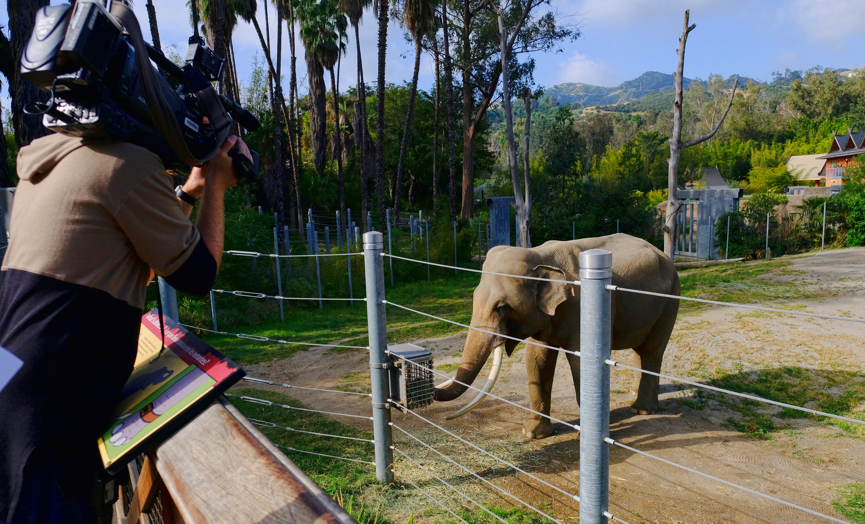 LA Zoo Last Elephants