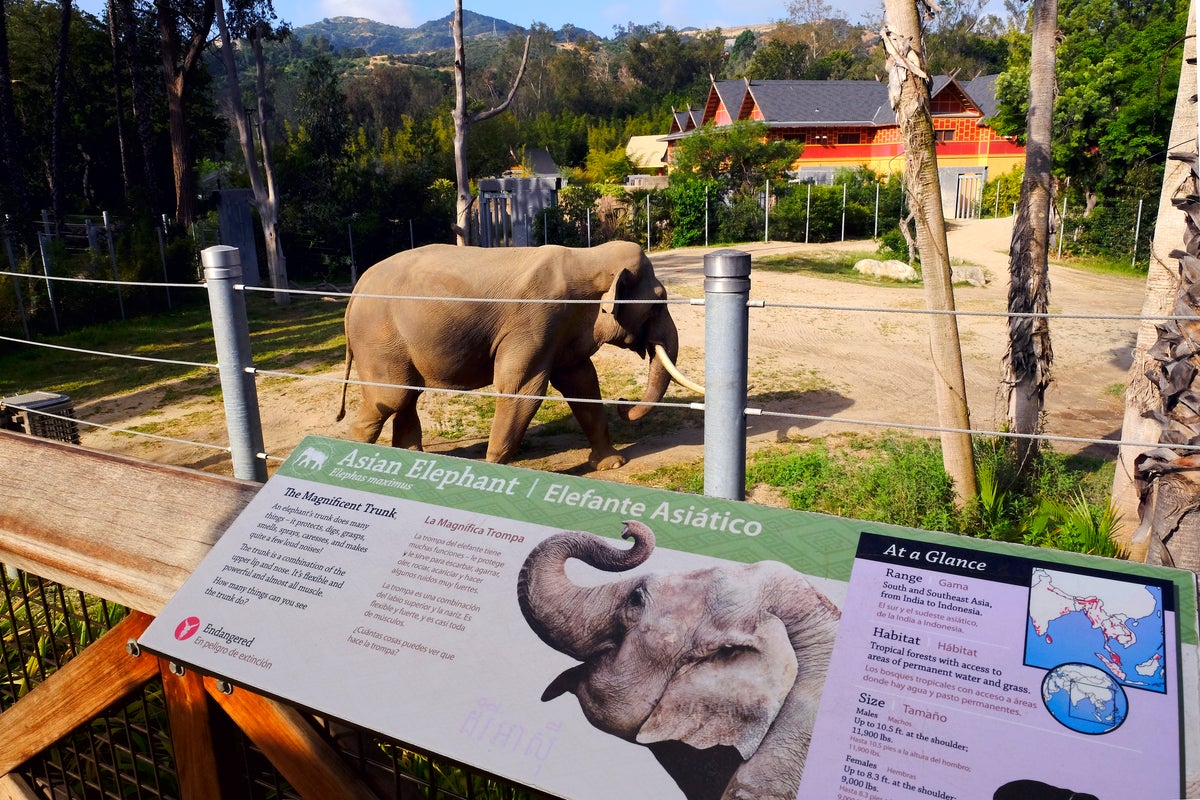 Aging elephants moved from Los Angeles to Tulsa Zoo, but advocates say they should be at a sanctuary