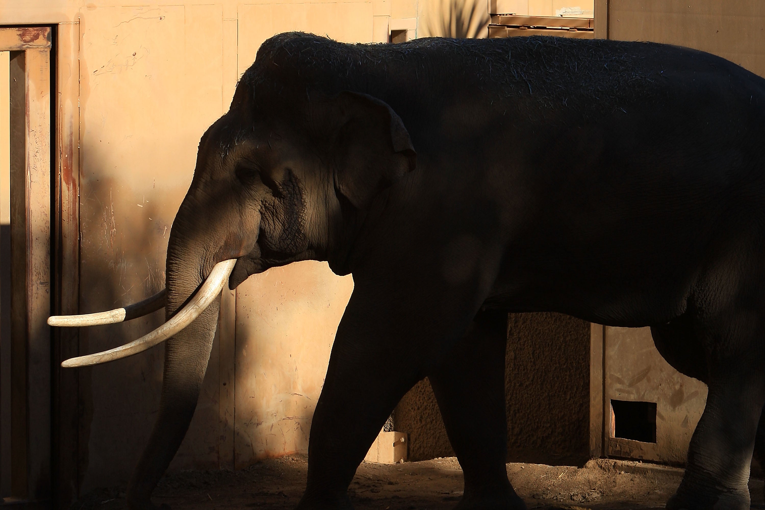 The L.A. Zoo confirmed on Wednesday that the elephants had arrived safely in Tulsa, where they will have more space, and other animals for them to interact with. Their new habitat totals 17 acres, including two barns, recently renovated and expanded yards, and a ten-acre wooded preserve that is part of a Federally protected wetland not open to public viewing