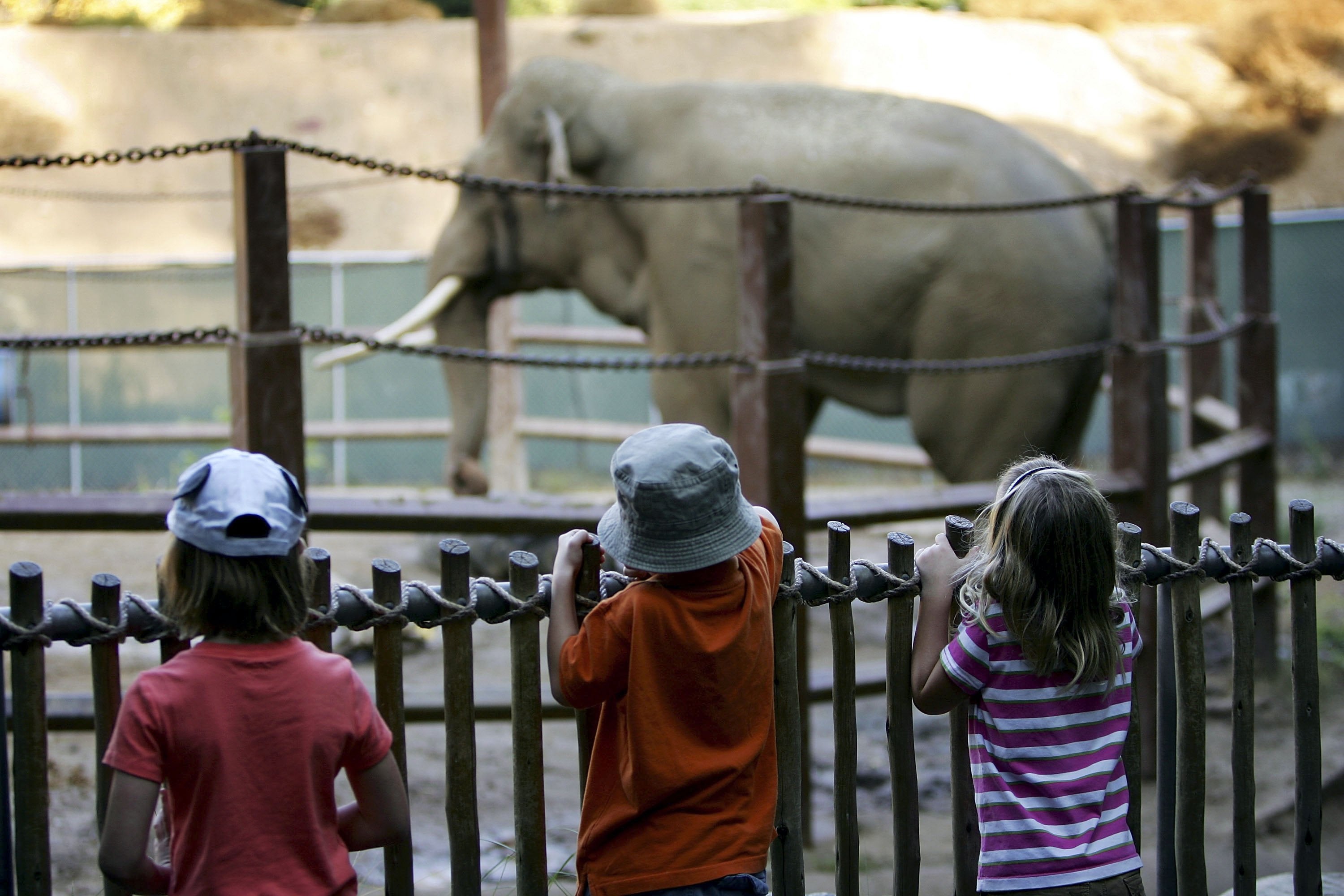 Activists and fans of two Asian elephants at the Los Angeles Zoo have been left outraged after the two animals were transferred to a new home in the middle of the night. The pair’s transfer to the Tulsa Zoo, in Oklahoma, has triggered controversy and lawsuits
