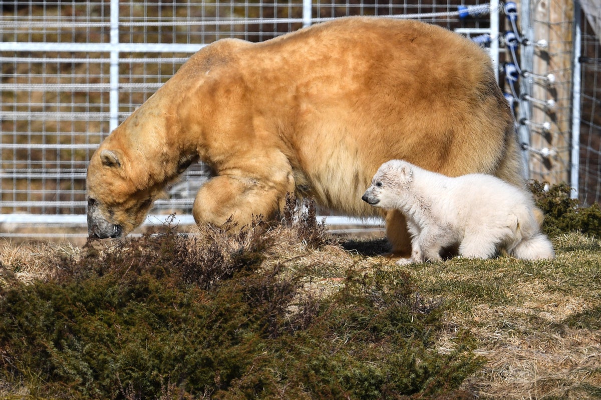 UK's oldest polar bear is euthanised after bringing joy' to thousands