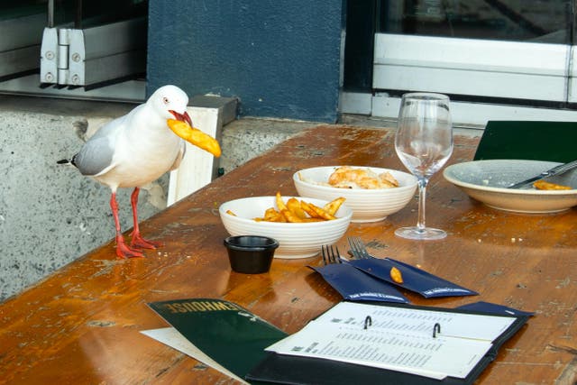 <p>Seagulls may be less likely to steal your chips if on their own, a new study suggests</p>