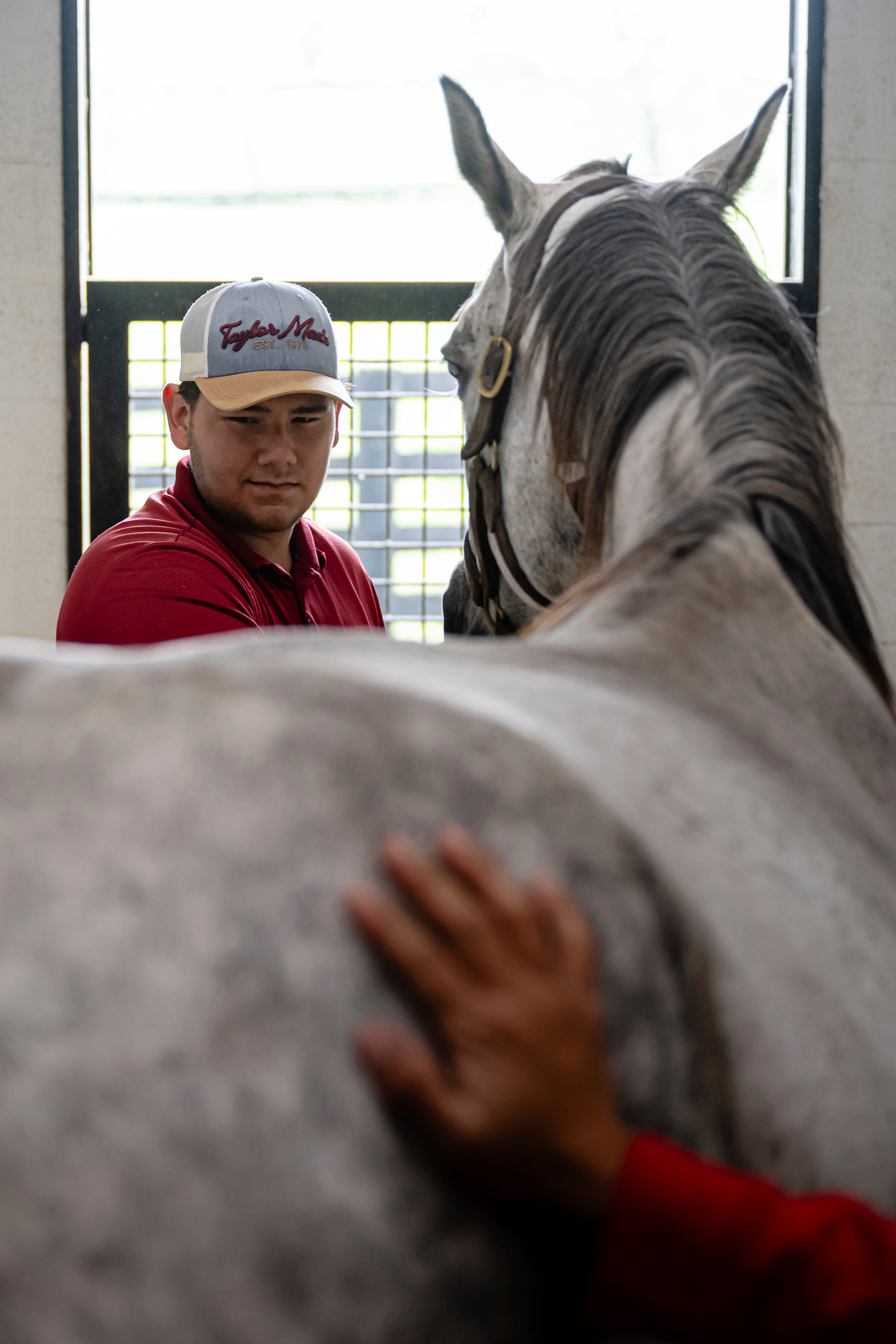 Recovery Through Horses