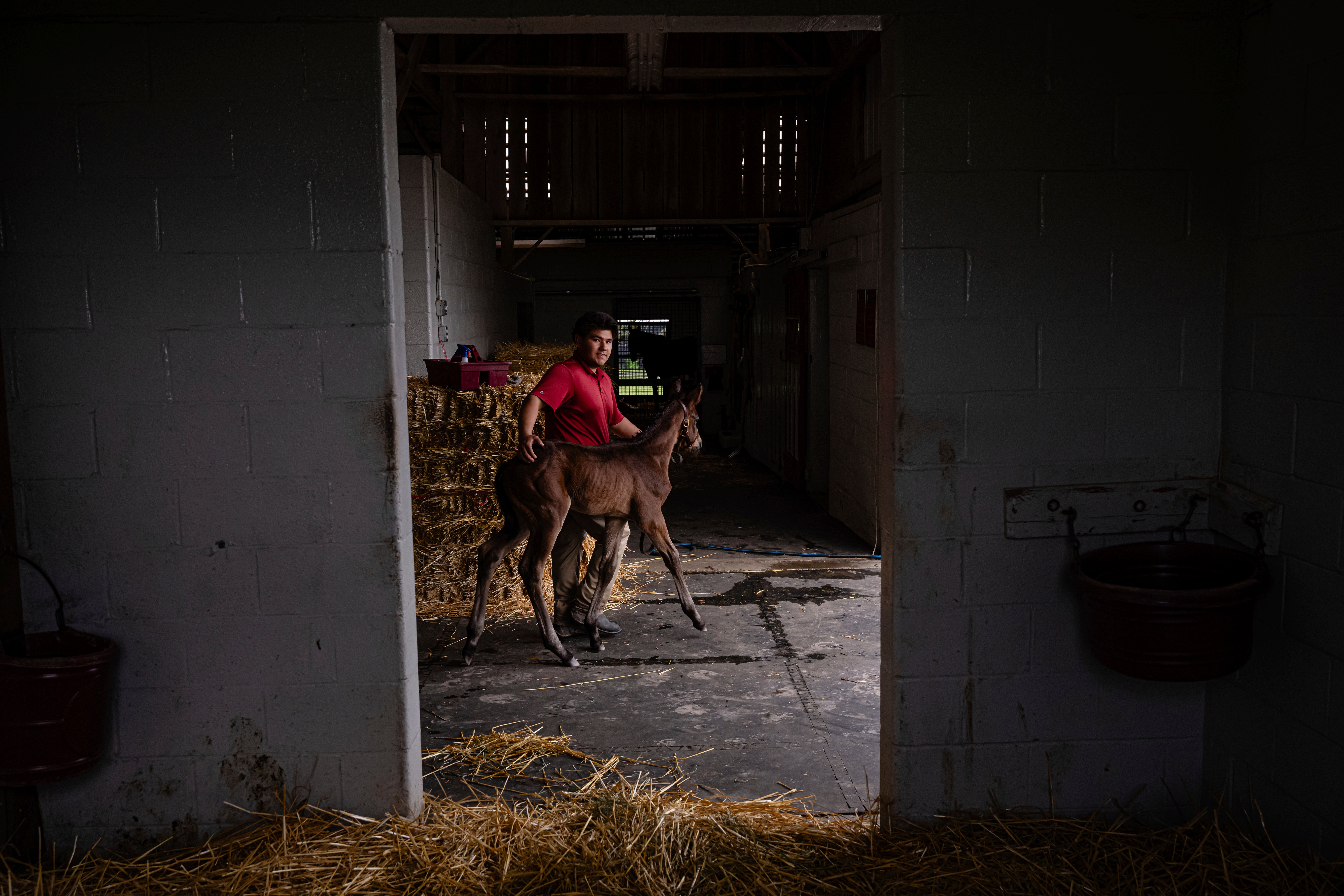 Recovery Through Horses