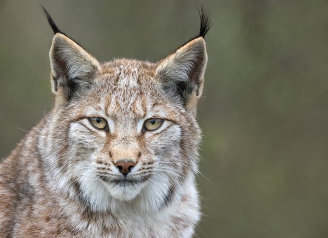 <p>Scotland’s National Lynx Discussion continues to mull the reintroduction of the species</p>