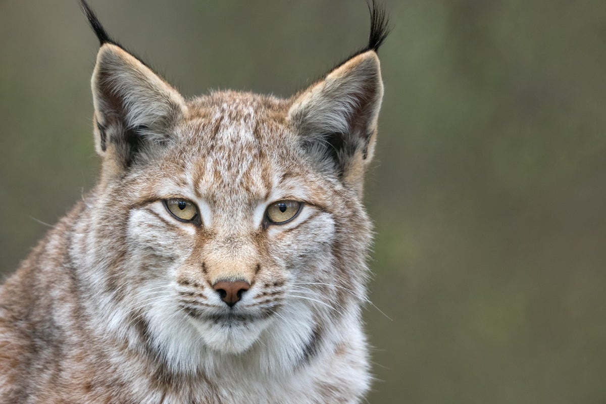 Warning over plan to reintroduce lynx to the UK