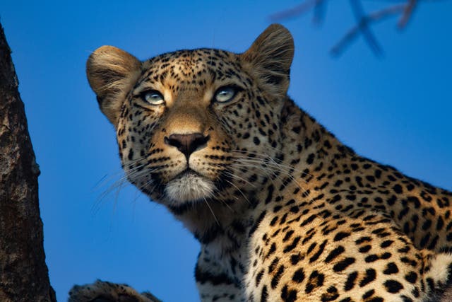 <p>Big-game tour companies are openly promoting online holiday packages or auctions to win the rights to kill the animals in Africa</p>