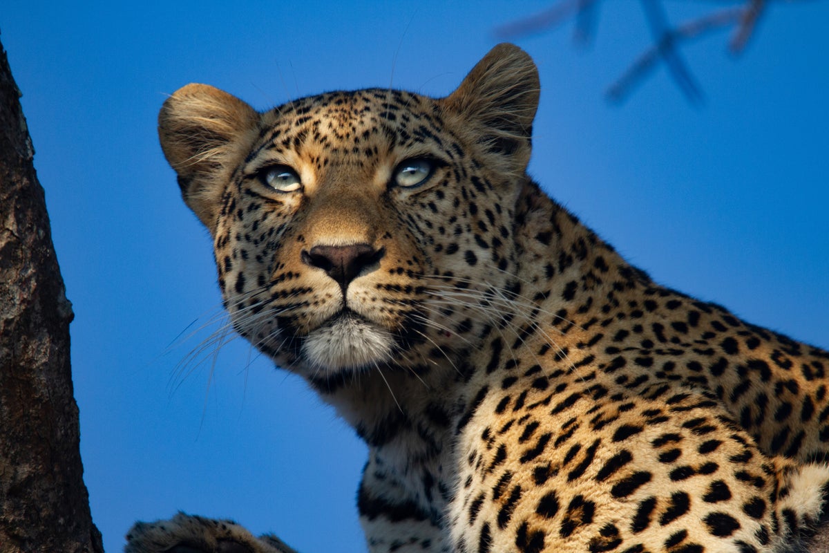 Anger over £116,000 trophy hunting holidays for tourists to shoot leopards Anger over £116,000 trophy hunting holidays for tourists to shoot leopards