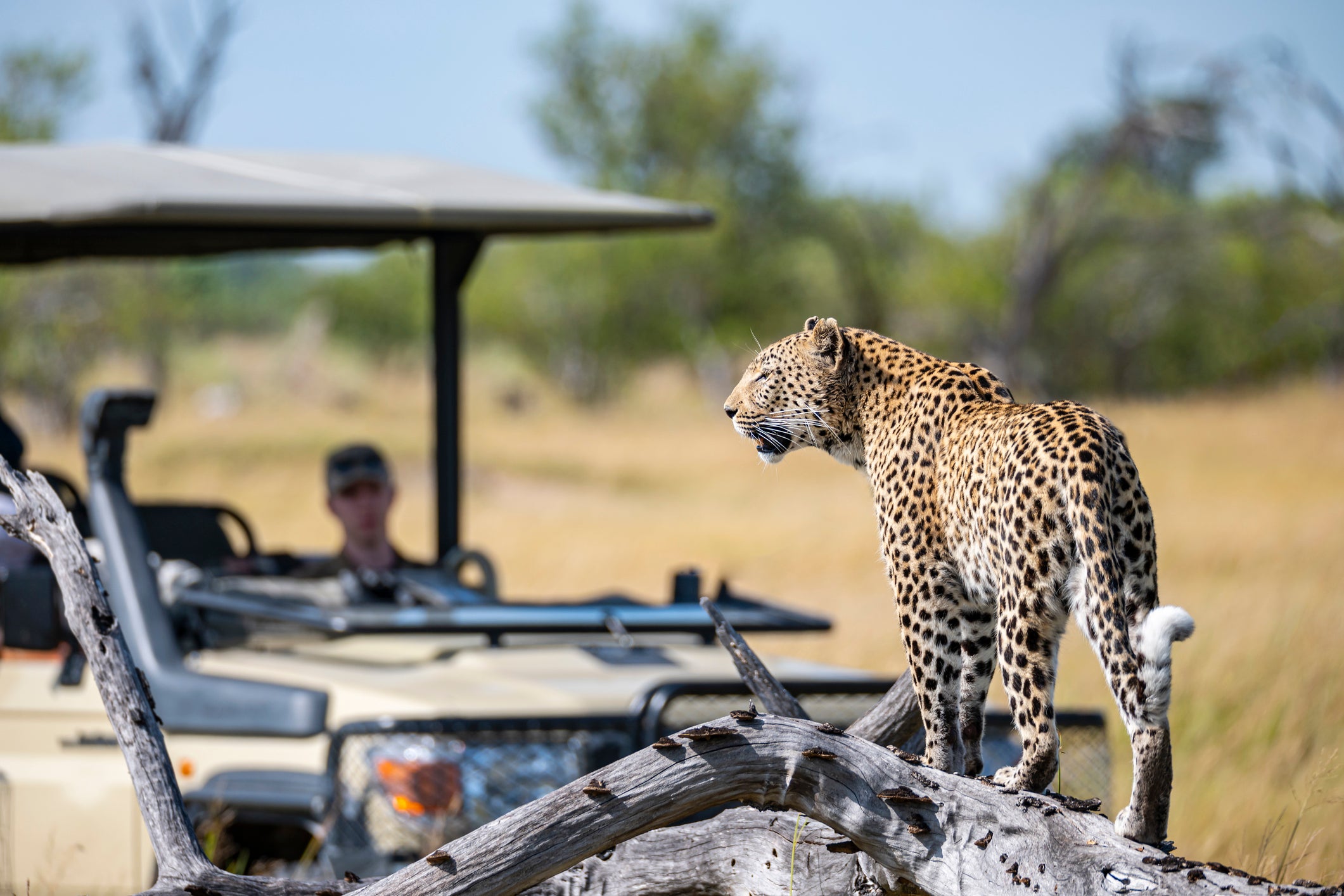 Wealthy hunters pay tens of thousands of pounds to shoot wildlife