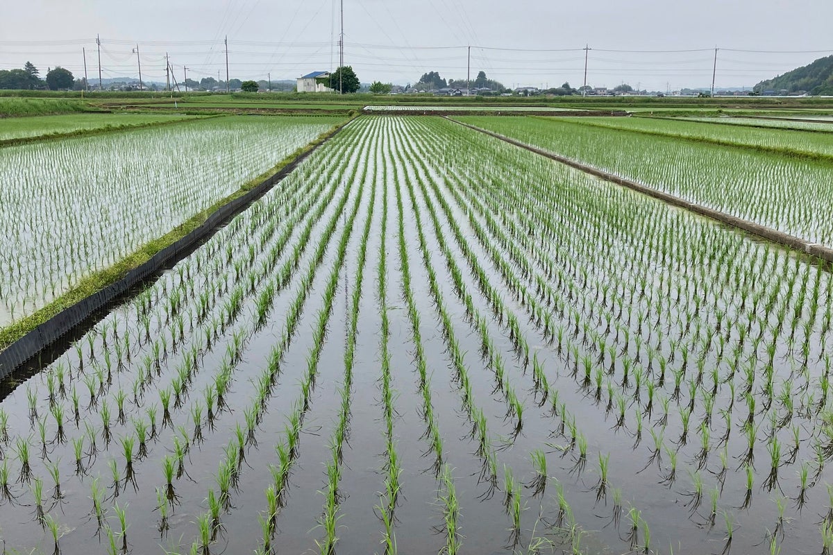 Japan's rice crisis: Prices soar, supplies dwindle and a minister resigns