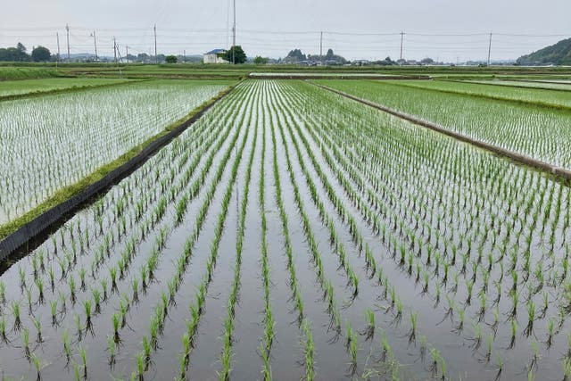 <p>A rice field in Japan, where shortages are ongoing</p>