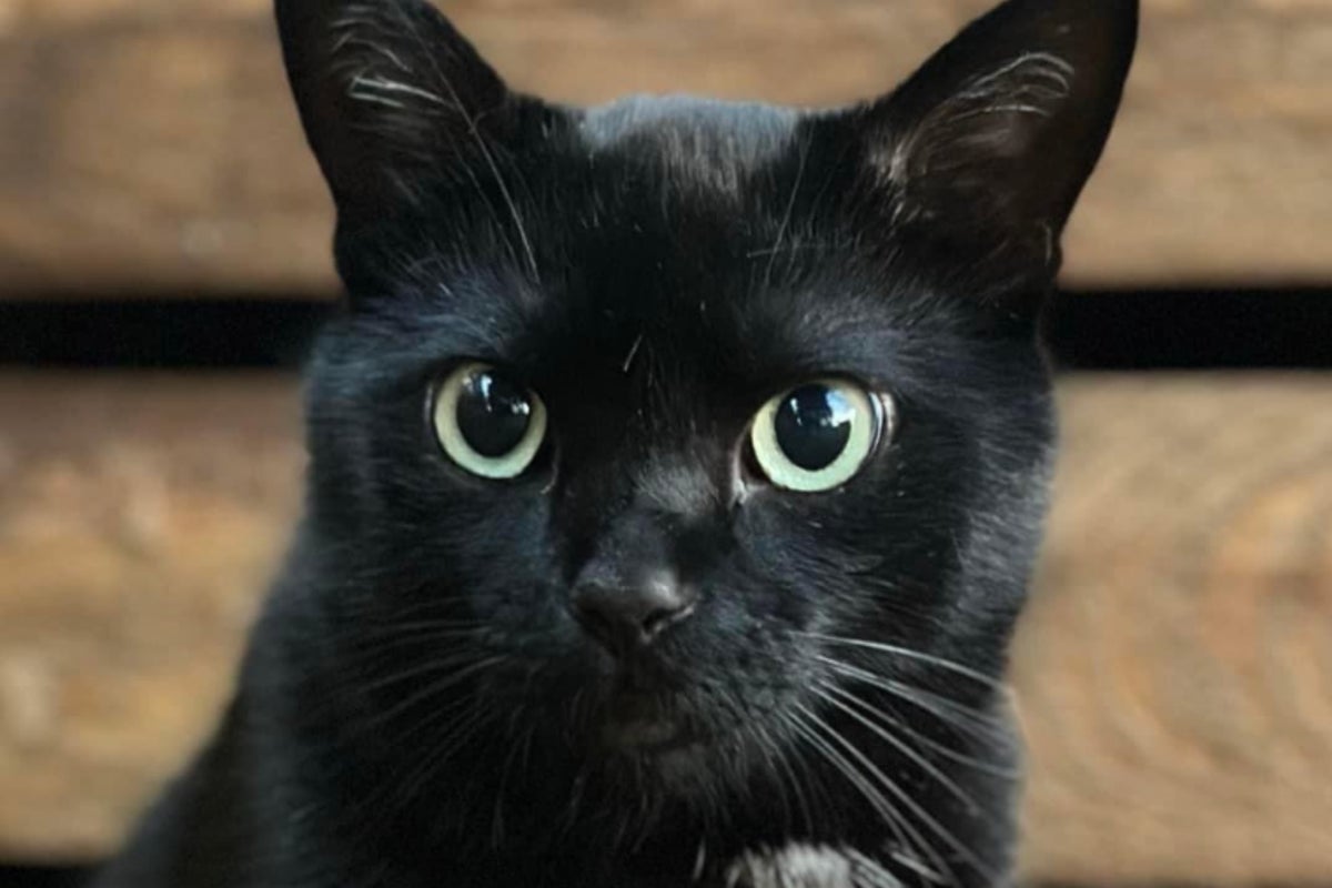 Couple spend over $20,000 in search for their missing cat who disappeared last year Couple spend over $20,000 in search for their missing cat who disappeared last year