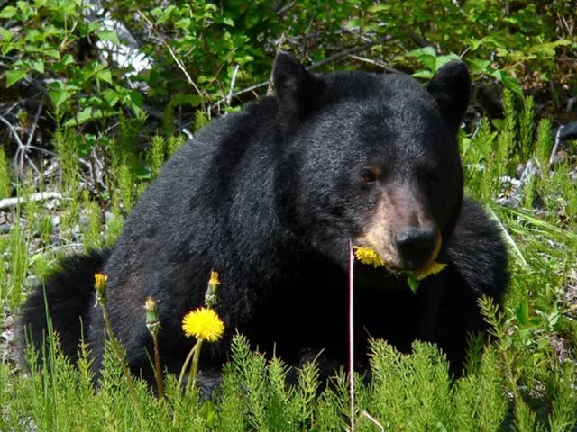 <p>A black mother bear was shot and killed by a Georgia man after it went near his home. Pictured: another black bear in the woods</p>