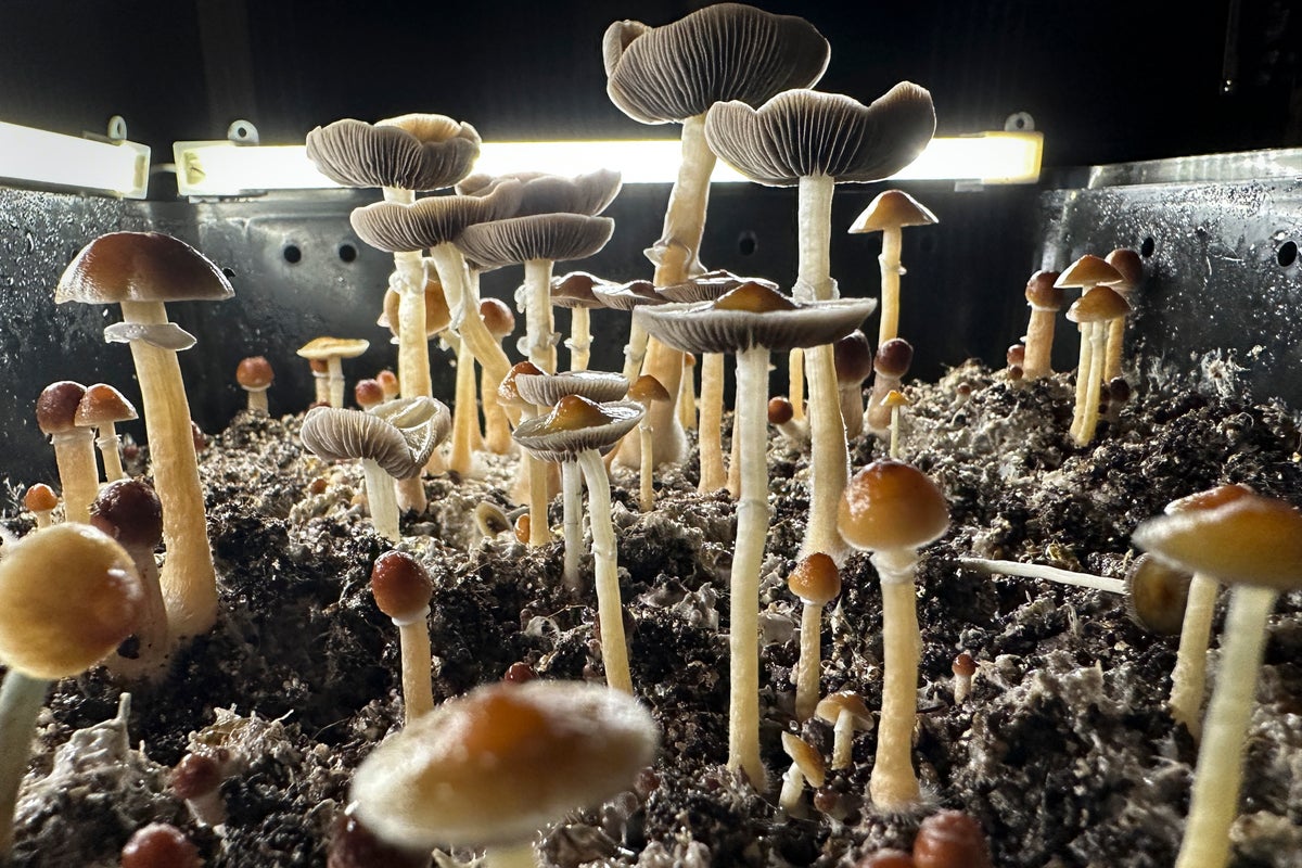 Another country approves use of ‘magic mushrooms’ to treat depression