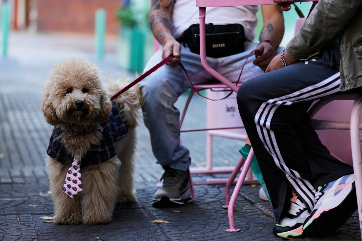 https://static.independent.co.uk/2025/05/23/05/Argentina_Dogs_Vs._Kids_63000.jpg?width=1200&height=800&crop=1200:800