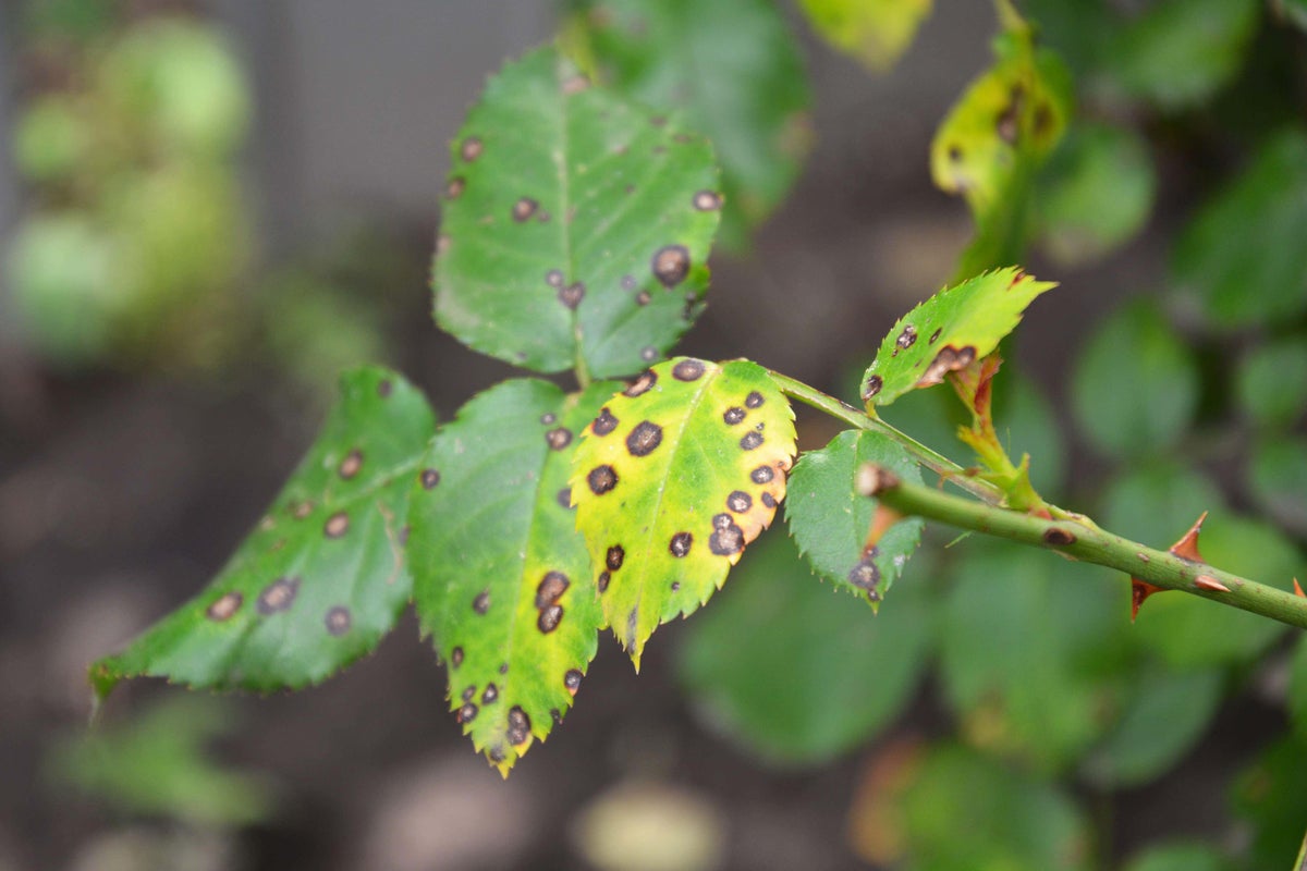 How to treat black spot on your roses