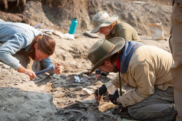<p>A dig team unearths fossilised bones of Pachyrhinosaurus at Pipestone Creek</p>