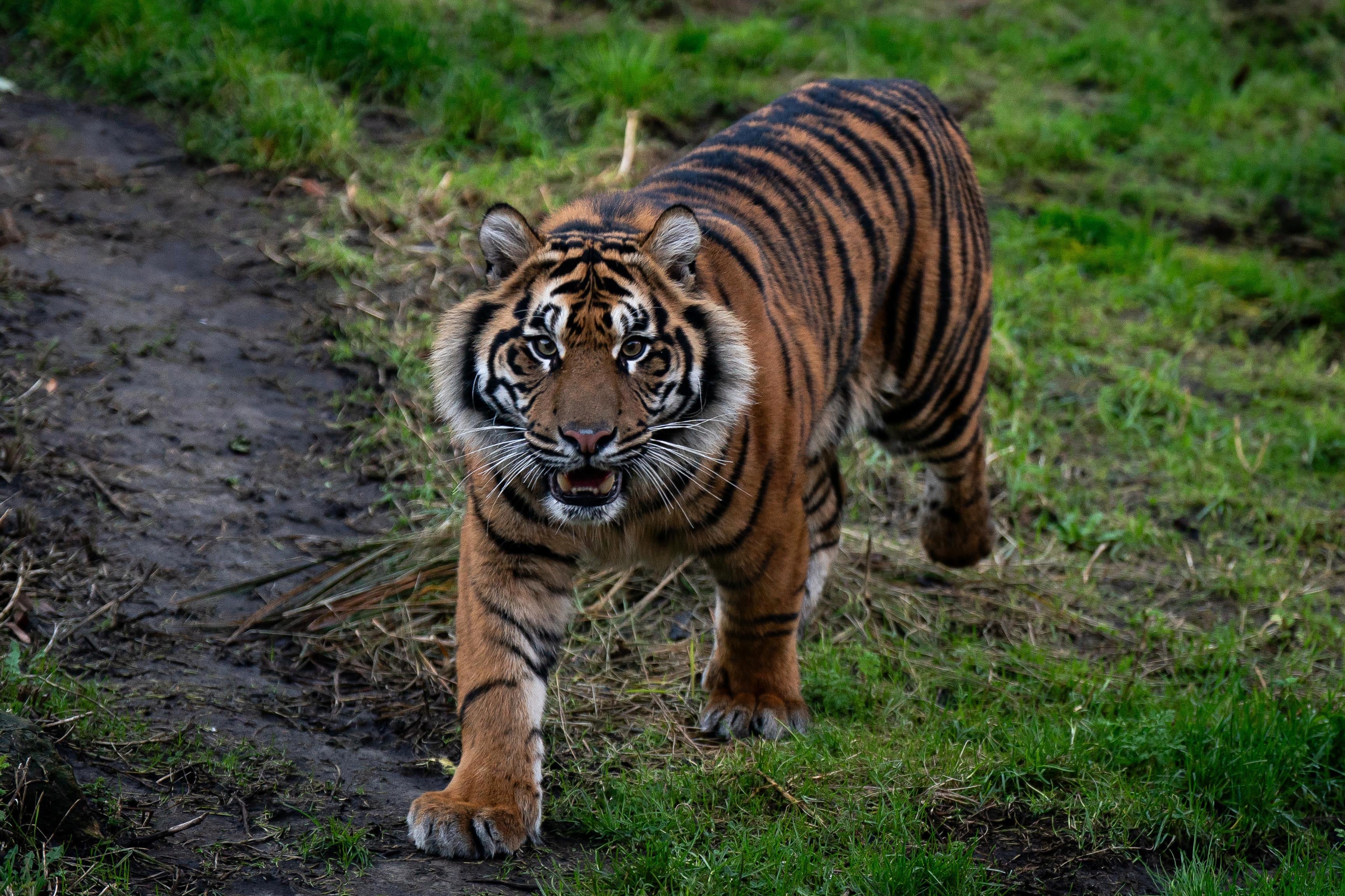 Crispin, a Sumatran tiger, taking part in the annual stocktake at ZSL London Zoo in central London