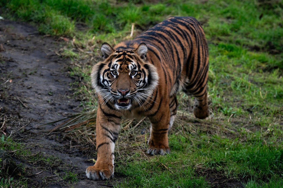 Yorkshire tiger latest: Man seriously injured after being attacked by big cat in wildlife park enclosure