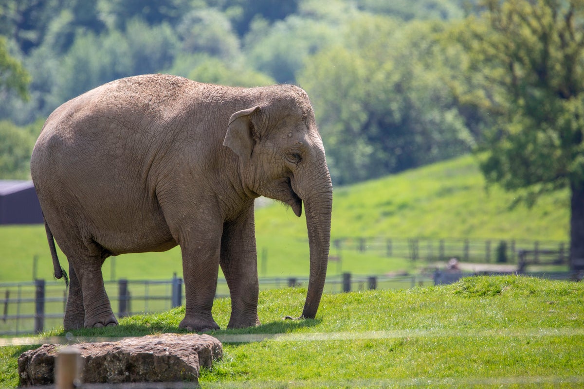 New rules to come into force in all UK zoos for staff and visitors