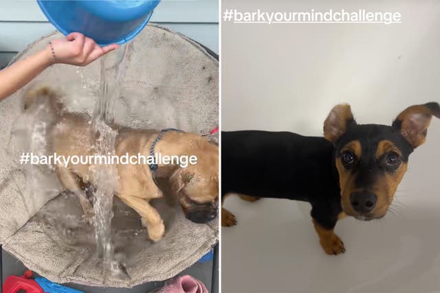 <p>The online trend uses the hashtag #barkyourmindchallenge</p>