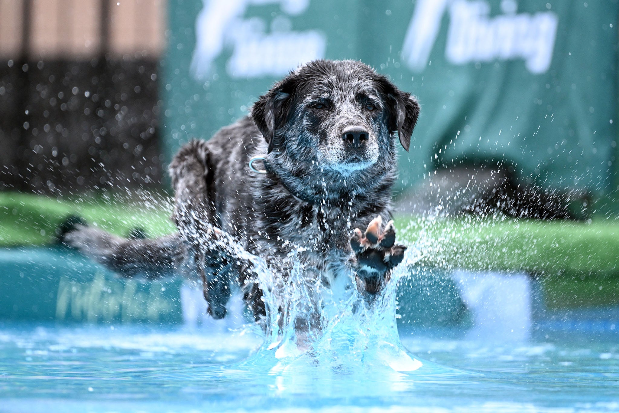 <p>Perro se divierte en piscina</p>