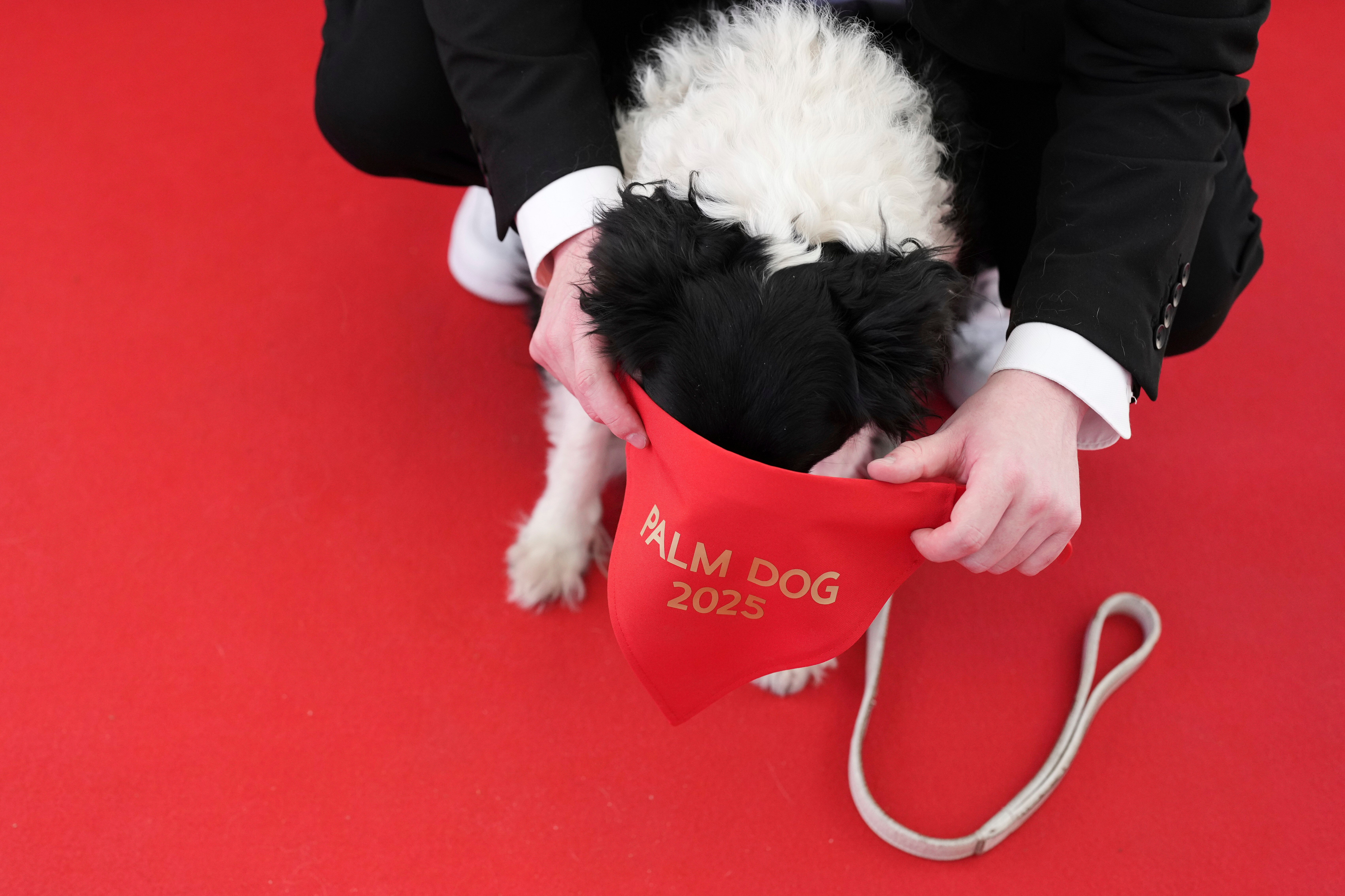 France Cannes 2025 Palm Dog