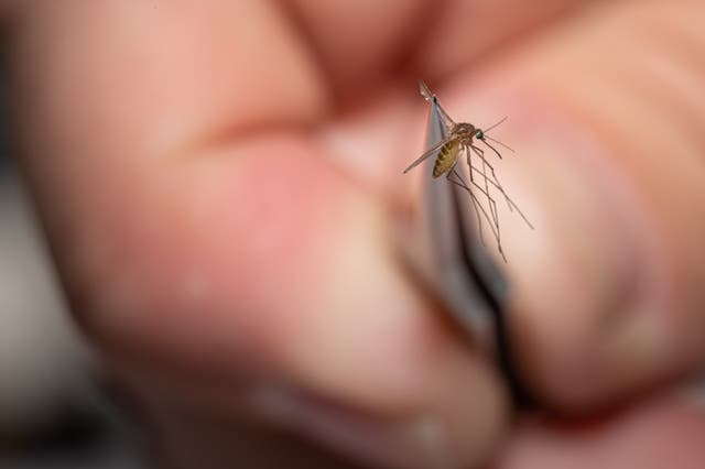 <p>West Nile virus cases are cropping up across the U.S. Warmer and wetter conditions driven by climate change can accelerate mosquito population growth and biting rates</p>