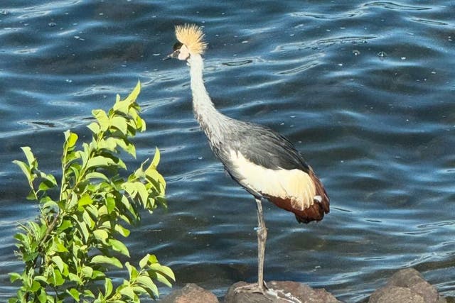 <p>The female juvenile East African Crowned Crane escaped her enclosure at the Cougar Mountain Zoo in Washington. </p>