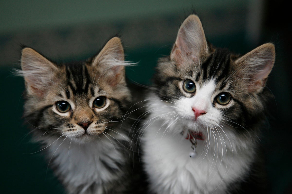 Record £1.23bn paid out in pet insurance claims in 2024, says ABI