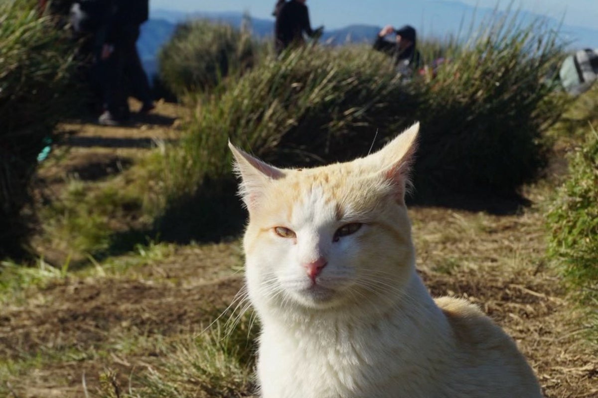 Why Filipinos are upset at removal of beloved cat from hiking trail