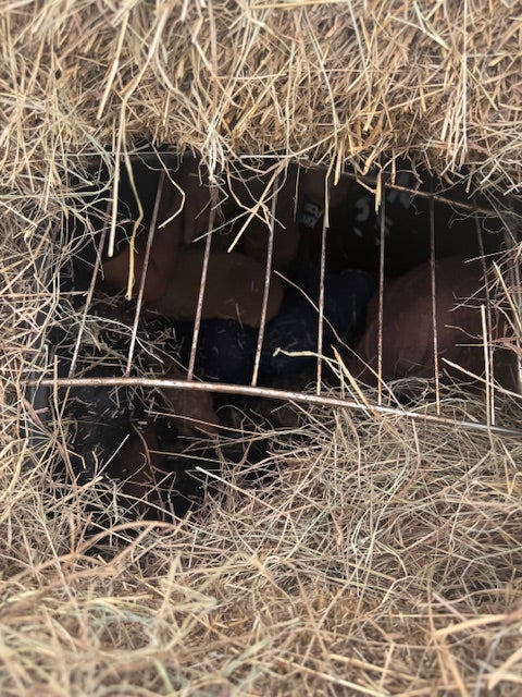 Fayette County officials say this is the first time they’ve seen migrants in bales of hay