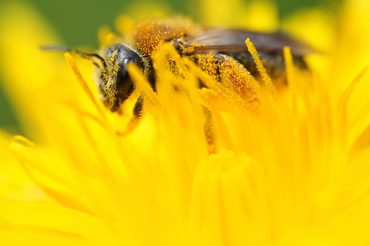 Wild bees and butterflies facing ‘dire’ extinction crisis, study reveals
