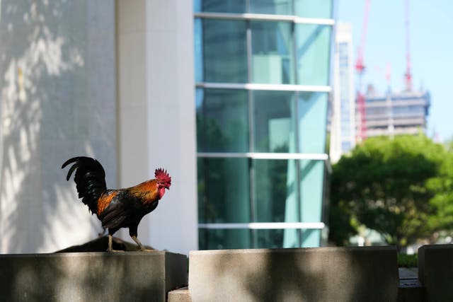 <p>A rooster sits outside of the Wilkie D. Ferguson, Jr. United Sates Courthouse, Tuesday, May 13, 2025, in Miami. (AP Photo/Lynne Sladky)</p>