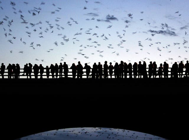 <p>Nocturnal pollinators play just as significant a role as daytime counterparts, according to a recent review from researchers in Sweden. They’re calling for better protections to safeguard the species, which help to safeguard the world’s food supply </p>