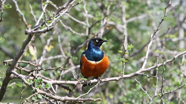 <p>A superb starling</p>