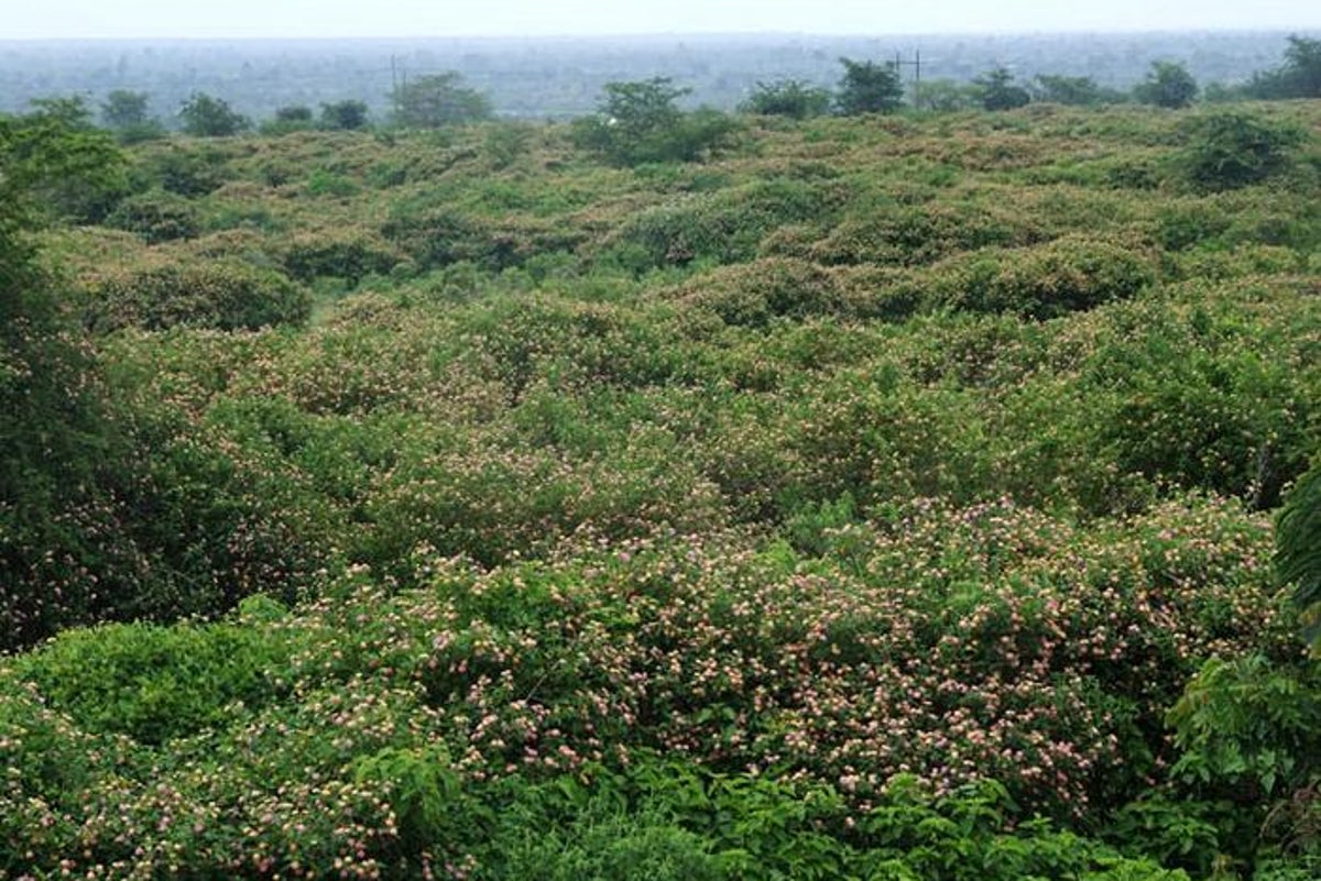 Lantana camara is a major invasive shrub globally impacting biodiversity -  (Arne Witt/CABI via Eurekalert)