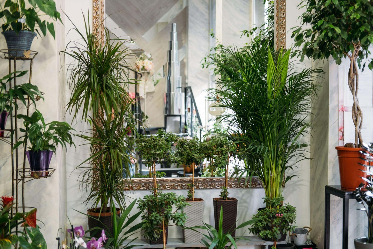 How to create an indoor plantscape to rival an outdoor show garden