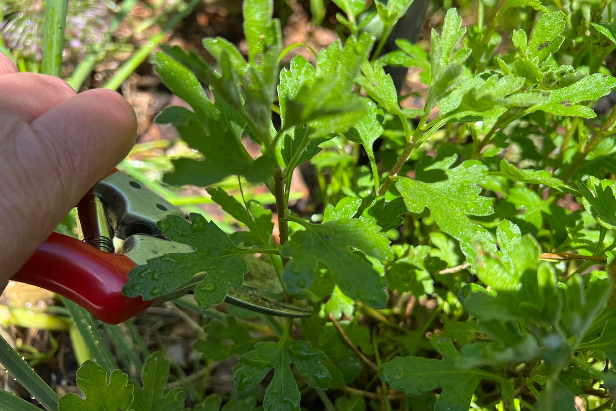Chelsea Chop is the catchy new name for a classic gardening technique