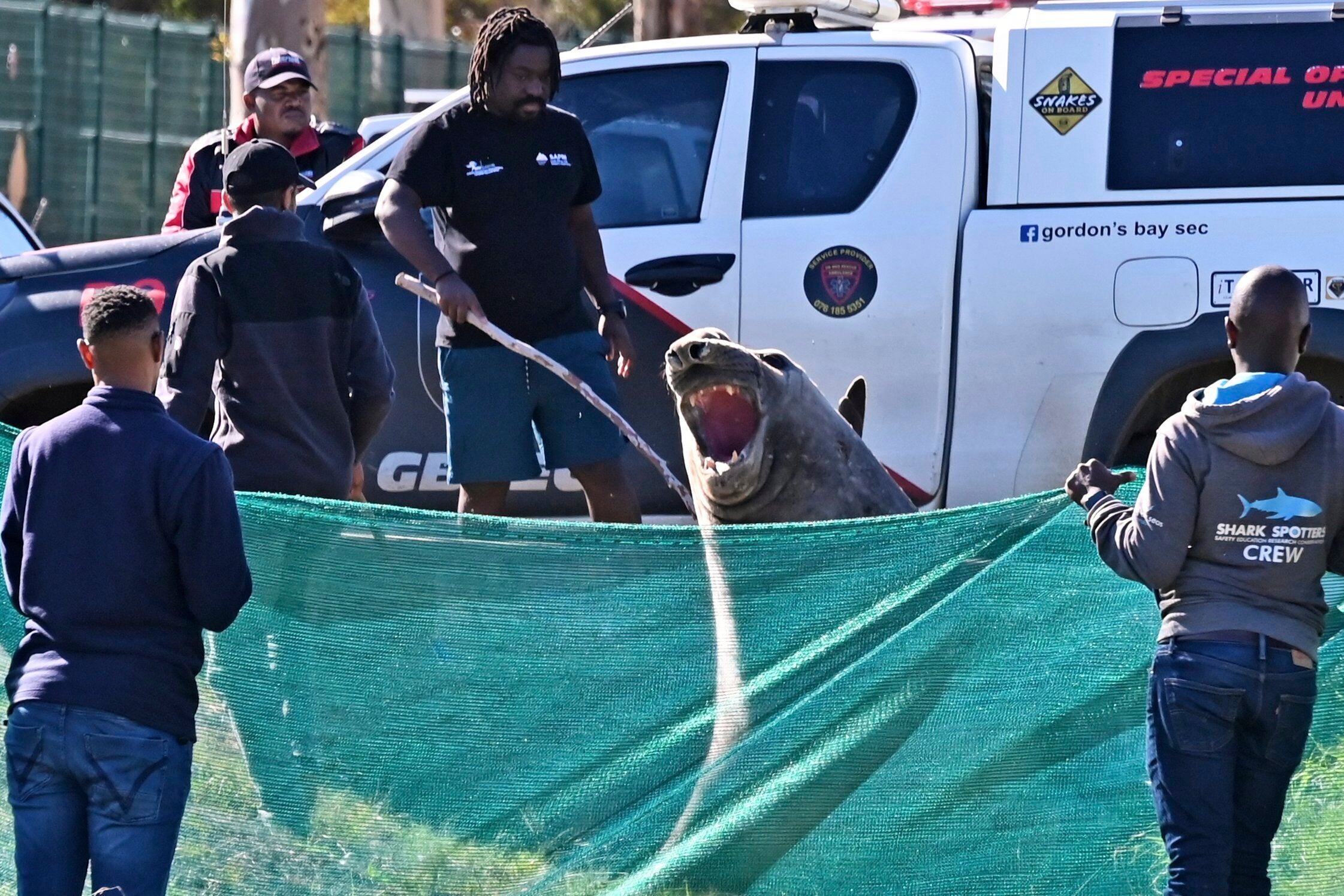 South Africa Lost Elephant Seal