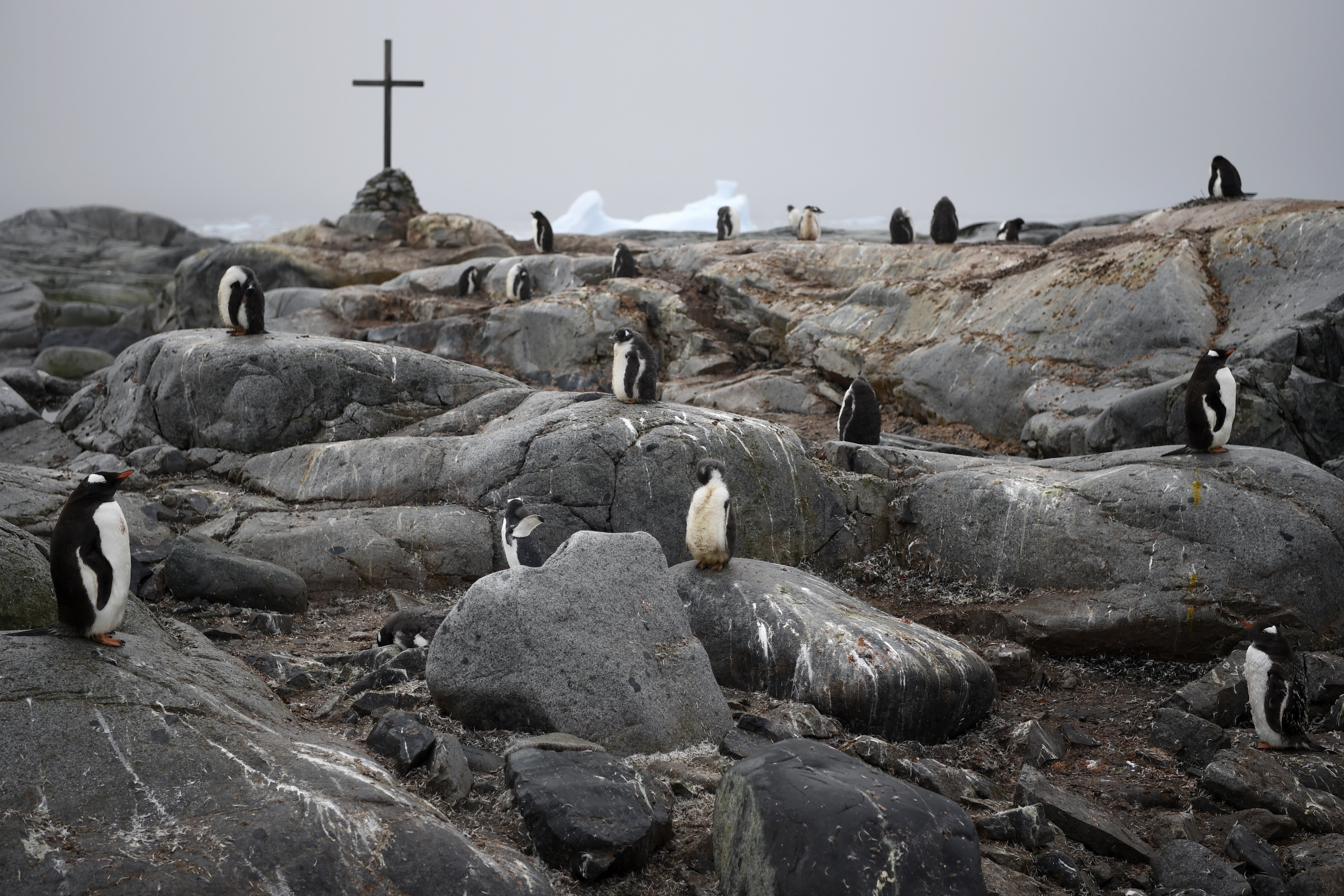 Seven species of penguin live in Antarctica. The frigid continent and the sea ice the penguins rely on is threatened by rising temperatures