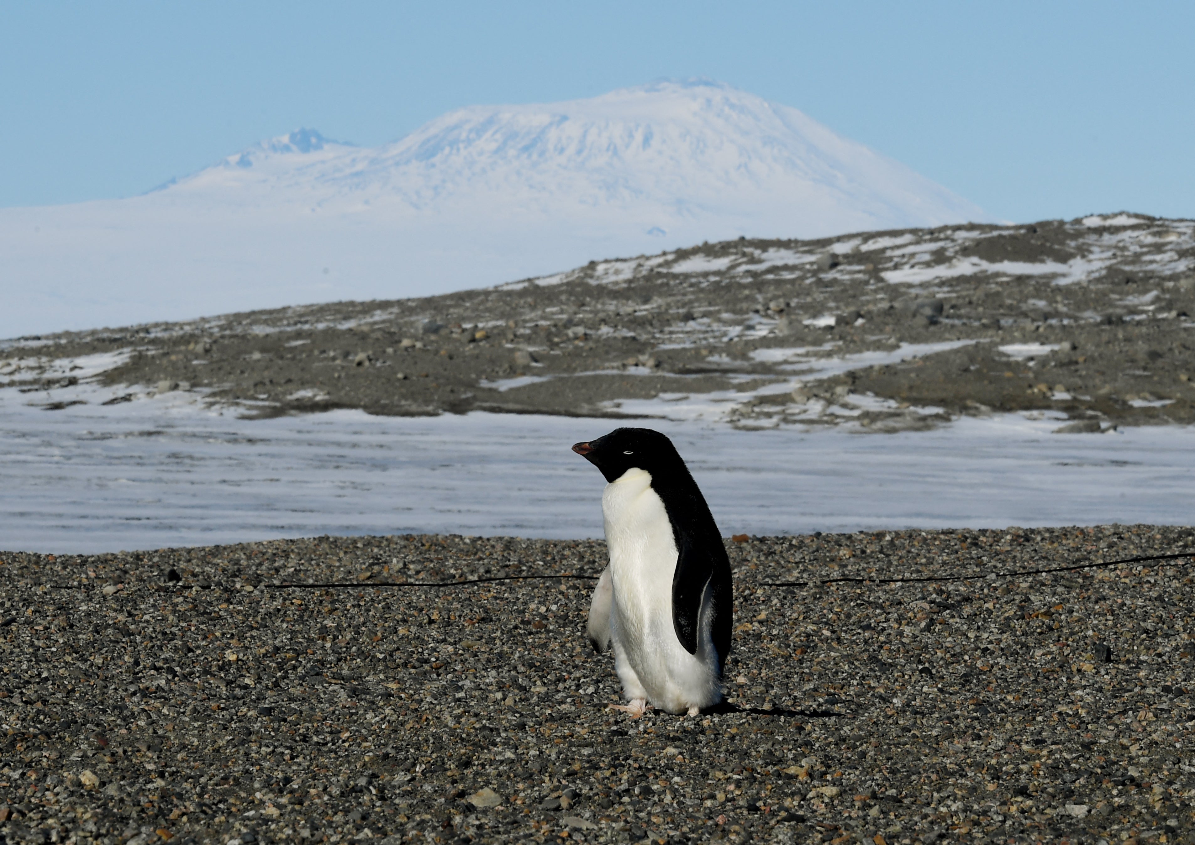 Penguin poop in Antarctica is helping to create clouds that shield them from the effects of human-caused climate change. Also known as guano, researchers say the poop releases ammonia that contributes to the cloud formation