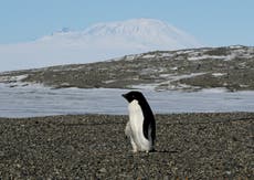 Penguin poop is creating more clouds. Here’s how